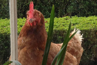 foraging hen